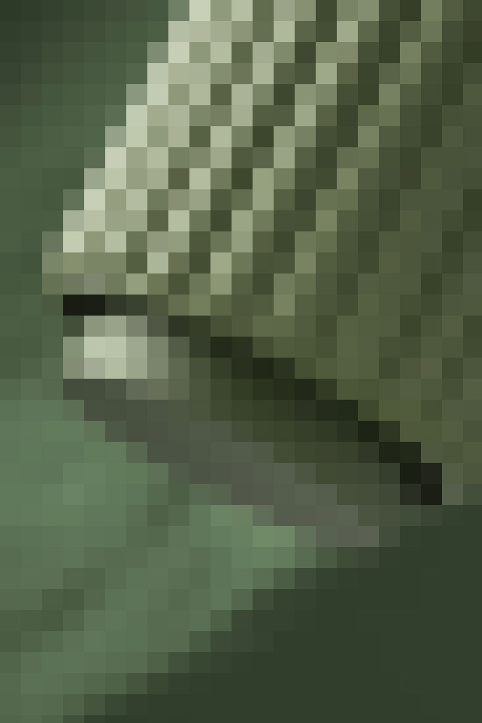 Image Title